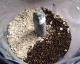 香ばしい♪麦茶とオーツと胡桃のクッキー作り方4写真