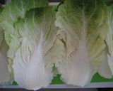 おいし~!ヘルシ~!! ロール白菜作り方1写真