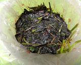 ＊赤シソの梅酢漬け＊作り方4写真