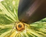 かぼちゃの切り方＊力いらずです！作り方6写真