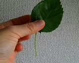 みょうがとモロヘイヤの鶏スープ作り方2写真