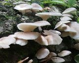 ウスヒラタケと大根のお吸い物：超美味！作り方1写真