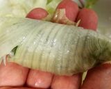 意外に美味！オクラとしらすの手巻きレタス作り方12写真