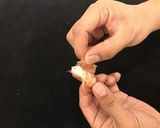 甘エビの刺身作り方3写真