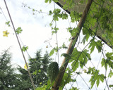 夏野菜のツナマヨ和え＊うま塩作り方1写真