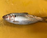 元魚屋が教える！コハダの酢〆作り方1写真