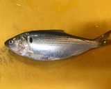 元魚屋が教える！コハダの酢〆作り方2写真