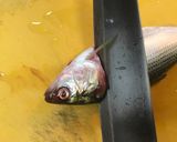元魚屋が教える！コハダの酢〆作り方3写真