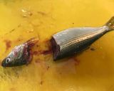 元魚屋が教える！コハダの酢〆作り方4写真