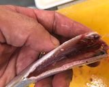 元魚屋が教える！コハダの酢〆作り方6写真
