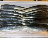 元魚屋が教える！コハダの酢〆作り方9写真