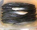 元魚屋が教える！コハダの酢〆作り方10写真