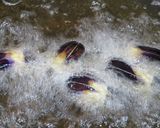 子茄子の揚浸し作り方4写真