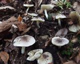 シモフリシメジと豆腐のお吸い物作り方1写真