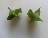四角豆とベーコンの炒め物作り方5写真