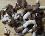霜降りひらたけと もやしワカメのお吸い物作り方1写真
