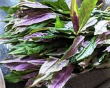 加賀野菜の金時草(きんじそう)のお浸し作り方1写真
