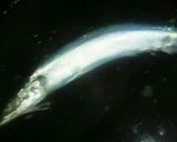 簡単!秋刀魚DE美味しい湯煮♪(尾頭付)作り方2写真
