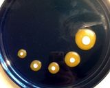 アボカドのせ☆オシャレオープンサンド作り方5写真