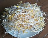 自家製もやし作り方11写真