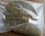 自家製もやし作り方15写真