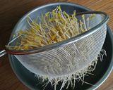 自家製もやし作り方8写真