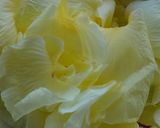 彩り綺麗なオクラ花の酒粕クリーム和え作り方1写真