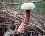 セイタカイグチのスクランブルエッグ作り方1写真