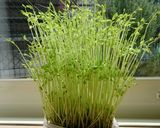 いつも成功!秘密の豆苗再生法 育て方作り方6写真