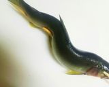 魚グリルで簡単！料亭みたいな鮎の塩焼き♪作り方6写真