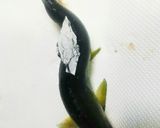 魚グリルで簡単！料亭みたいな鮎の塩焼き♪作り方7写真