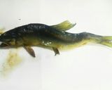 魚グリルで簡単！料亭みたいな鮎の塩焼き♪作り方10写真