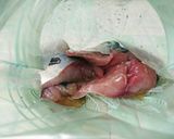 サバの竜田揚げ☆作り方3写真