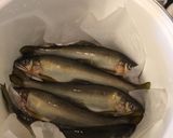 骨まで柔らか◎絶品◎鮎の飴炊き/甘露煮作り方9写真