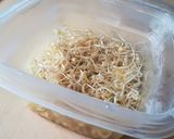 自家製もやし作り方13写真