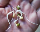 自家製スプラウト作り方7写真