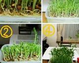 いつも成功!秘密の豆苗再生法 育て方作り方22写真