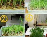 いつも成功！秘密の豆苗再生法 育て方作り方22写真