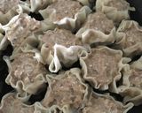 餃子の皮deシュウマイ(豆腐in)作り方8写真