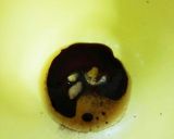 時短レンジで簡単ごま油が香る味付けもやし作り方3写真