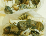 レンジで簡単！あさりとキノコのレンジ蒸し作り方3写真