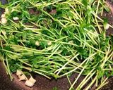 豆苗とにんにくの中華炒め 3分で完成作り方4写真
