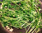豆苗とにんにくの中華炒め 3分で完成作り方4写真