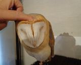 最梟のガレット作り方4写真