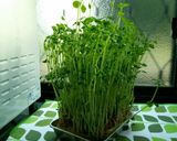 【再利用】豆苗の水耕栽培は、何回まで?作り方2写真