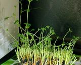【再利用】豆苗の水耕栽培は、何回まで?作り方5写真