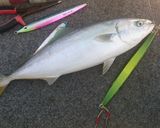 イナダの香味味噌和え！作り方1写真