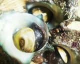 簡単!柔らかくてさっぱり☆サザエの湯煮♪作り方1写真