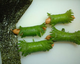 ウインナーの海苔シソちー巻き焼き作り方4写真