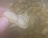 おおまさりの塩茹で（圧力鍋使用）作り方6写真